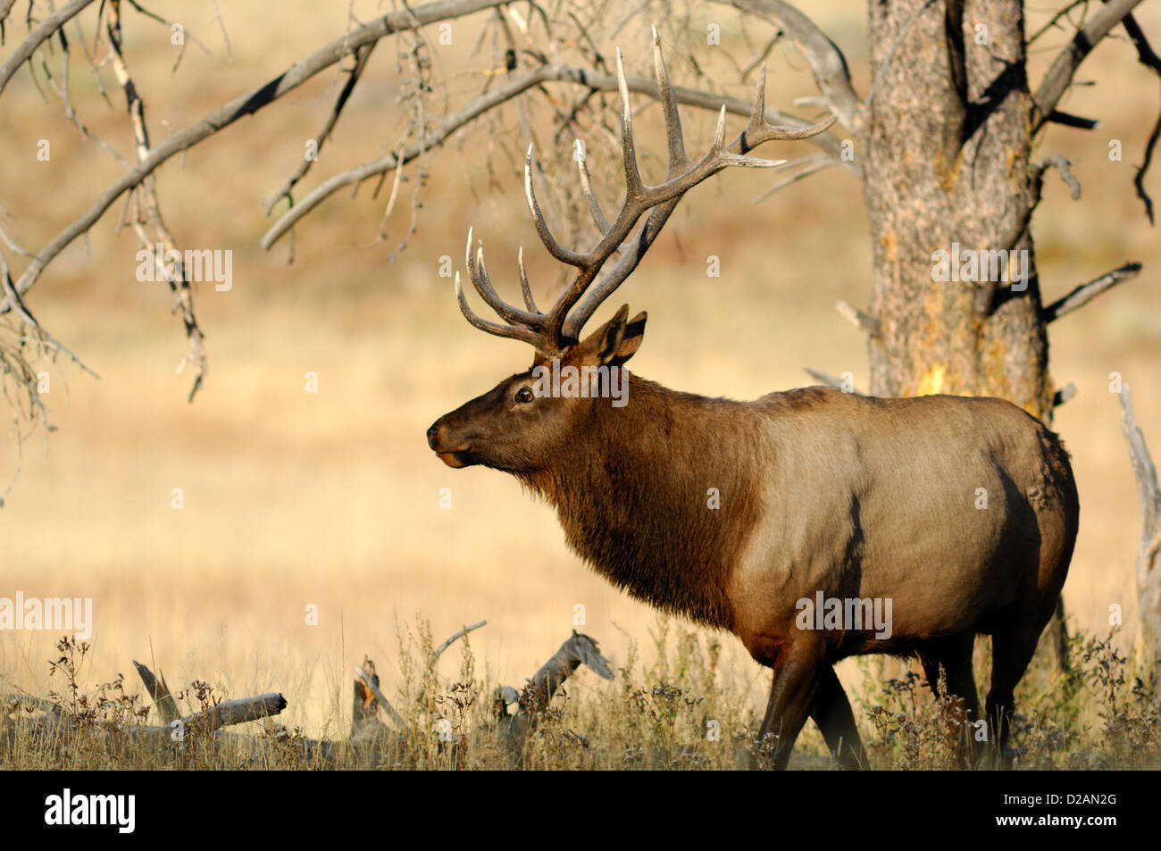 Bull le wapiti (Cervus canadensis) au cours de l'automne dans le Wyoming Banque D'Images