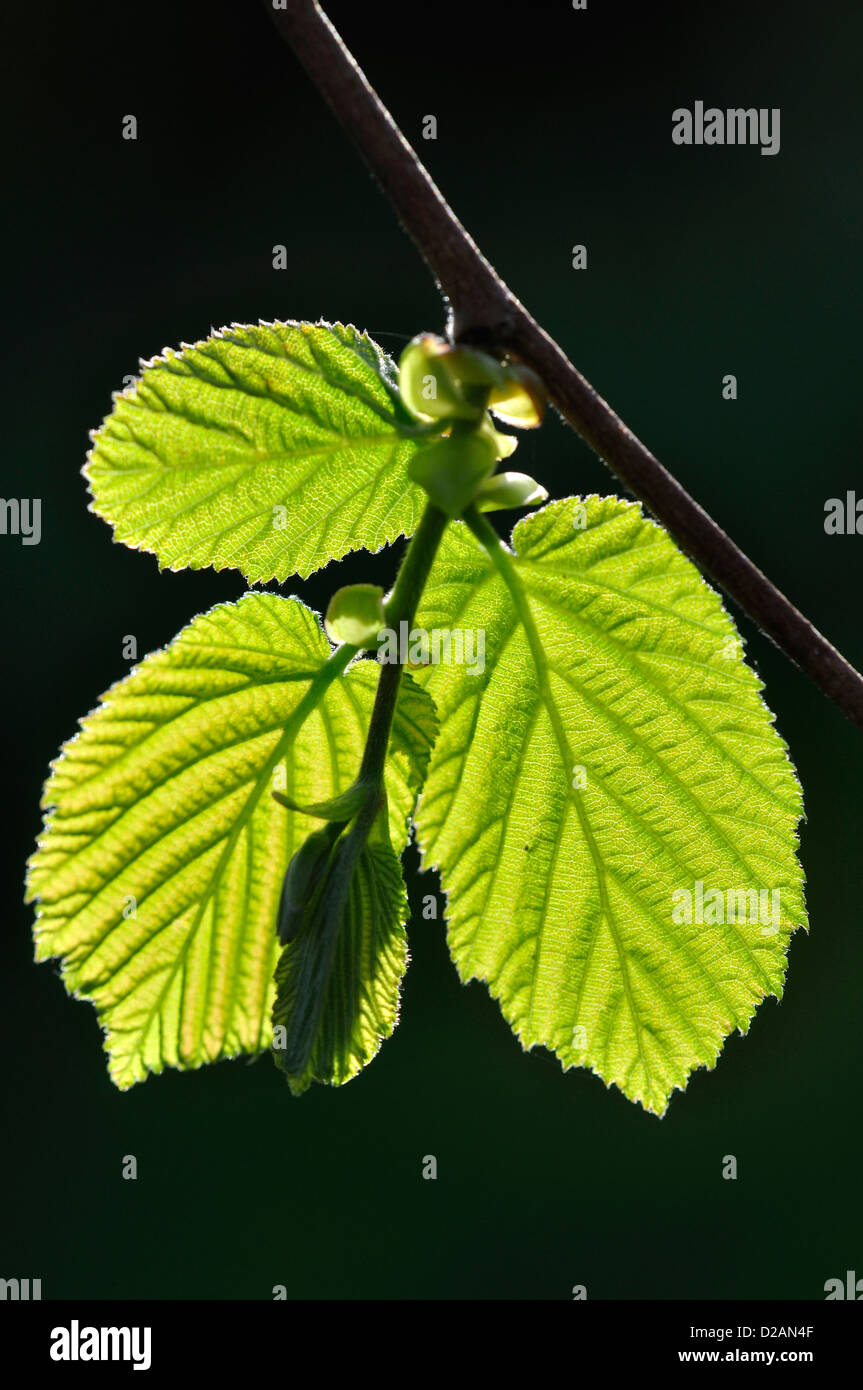 Les feuilles fraîches hazel au printemps UK Banque D'Images