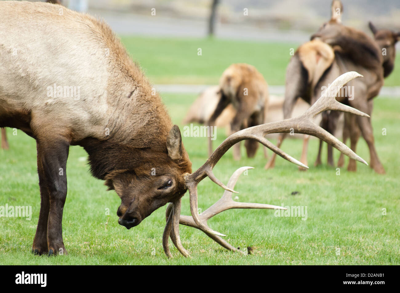 L'orniérage bull le wapiti (Cervus canadensis) montrant les agressions à Mammoth Hot Springs Parc National de Yellowstone au Wyoming Banque D'Images