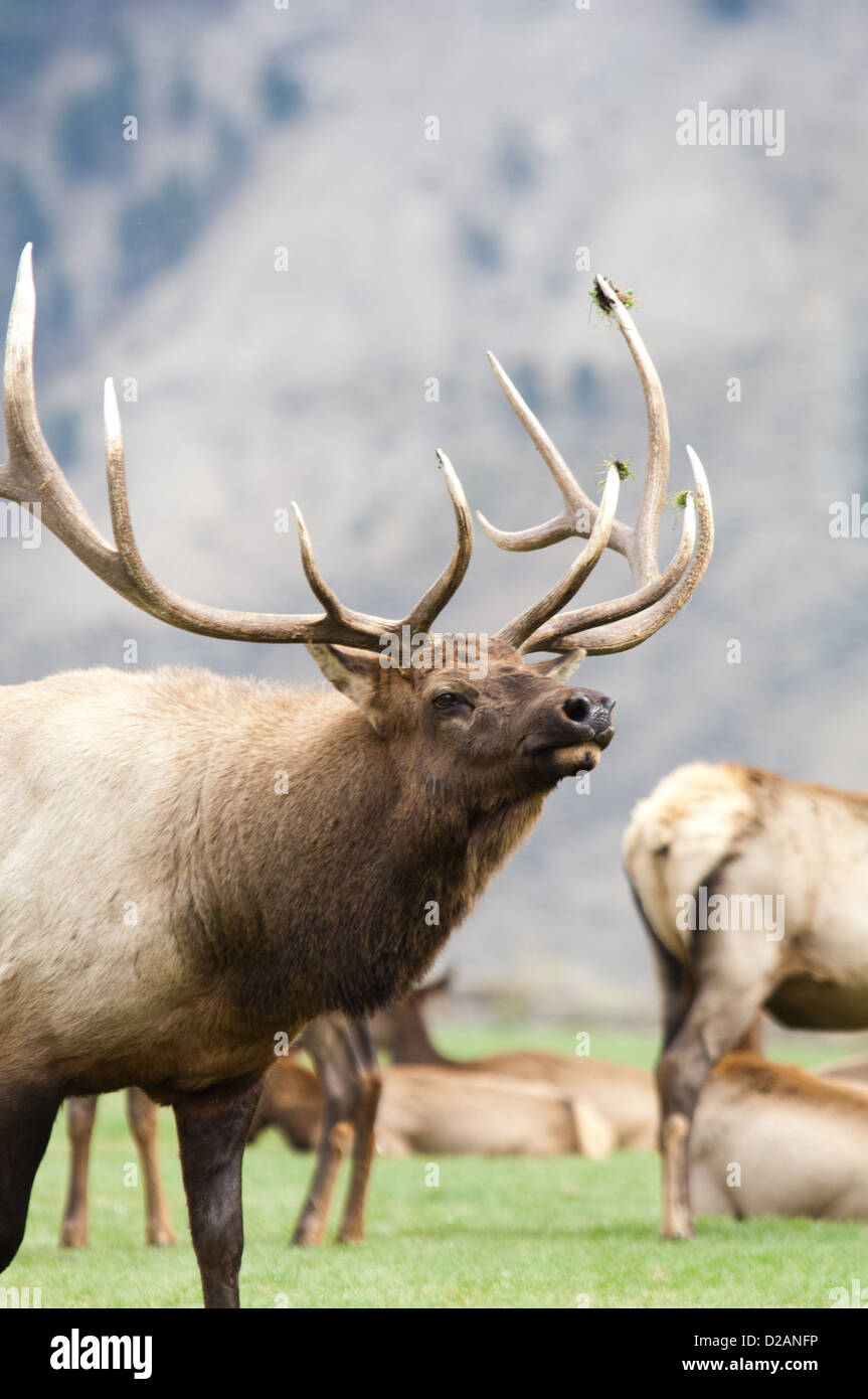 L'orniérage bull le wapiti (Cervus canadensis) tendant son harem de vaches à Mammoth Hot Springs Parc National de Yellowstone au Wyoming Banque D'Images