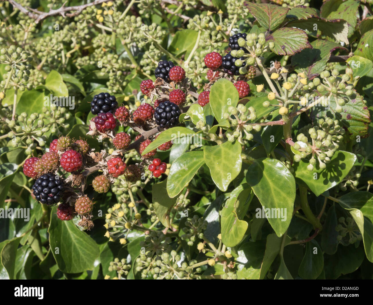 De plus en plus mûres sauvages et de mûrissement sur ronces avec fleurs de lierre (Hedera helix) dans une haie au début de l'automne en UK Banque D'Images