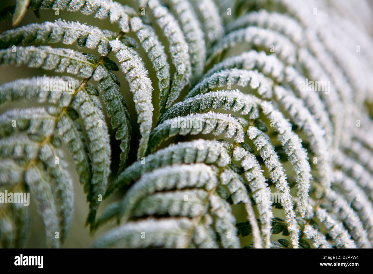 Fougère arborescente Dicksonia antarctica (frondes) givrée Photo Stock -  Alamy