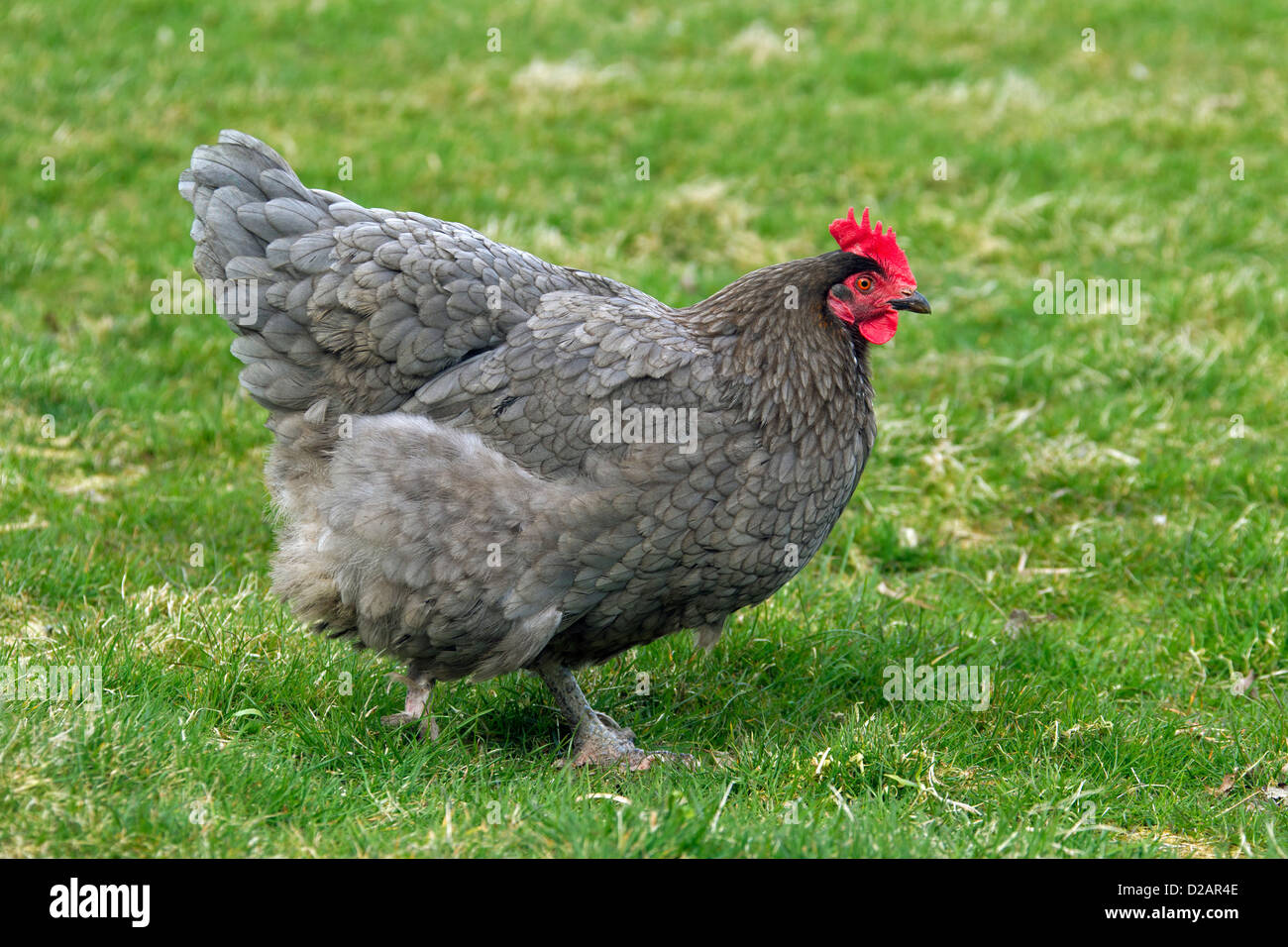 Poulet domestique (Gallus gallus domesticus) hen portrait ferme avicole Banque D'Images