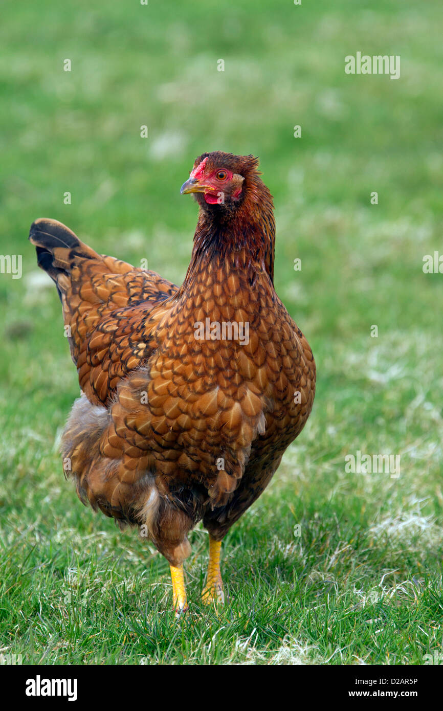 Poulet domestique (Gallus gallus domesticus) hen portrait ferme avicole Banque D'Images