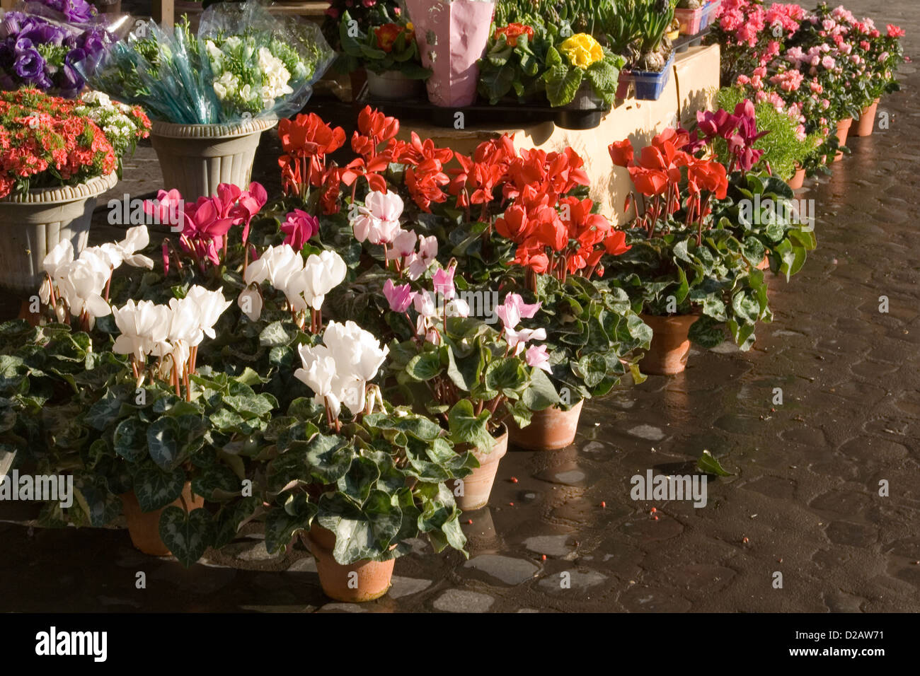 Rue des cyclamens en pots sur le marché aux fleurs Banque D'Images