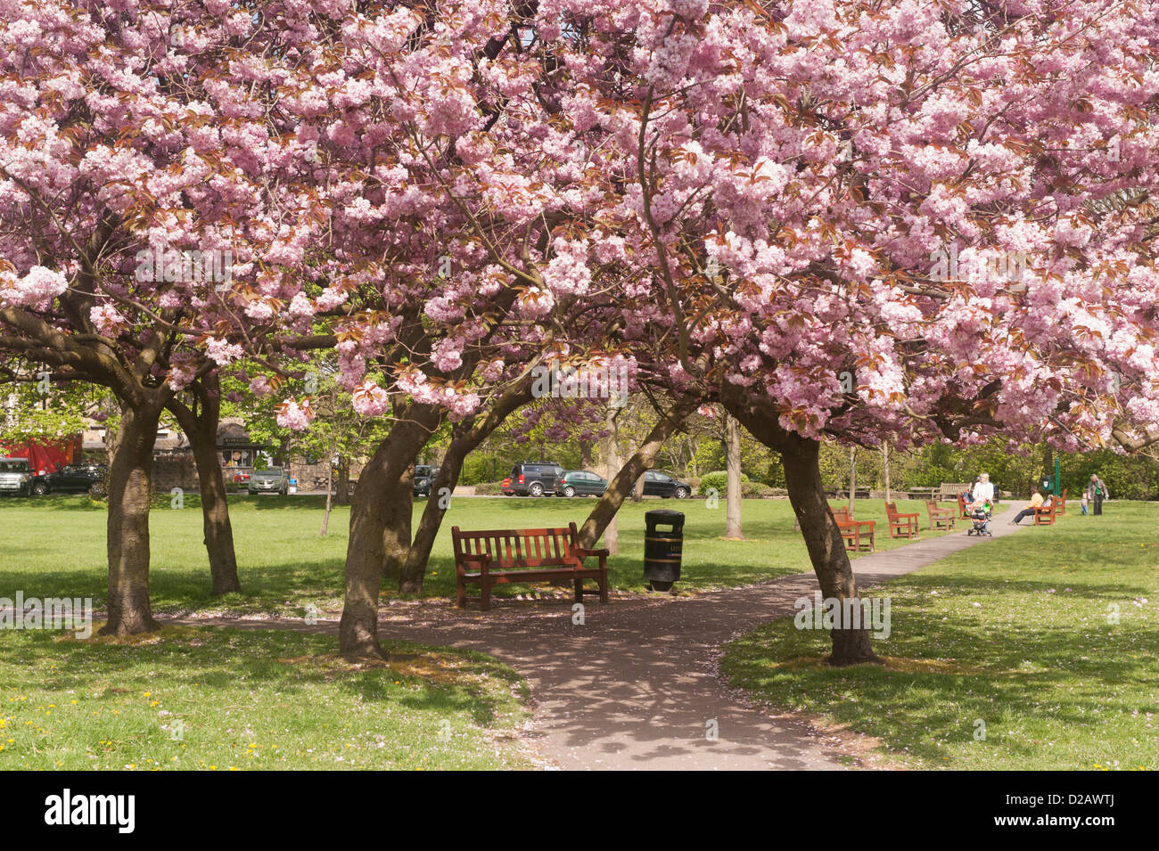 Se détendre dans le parc ensoleillé sous le couvert des arbres, avec de belles fleurs de cerisier rose coloré au printemps - Riverside Gardens, Ilkley, Yorkshire, UK. Banque D'Images