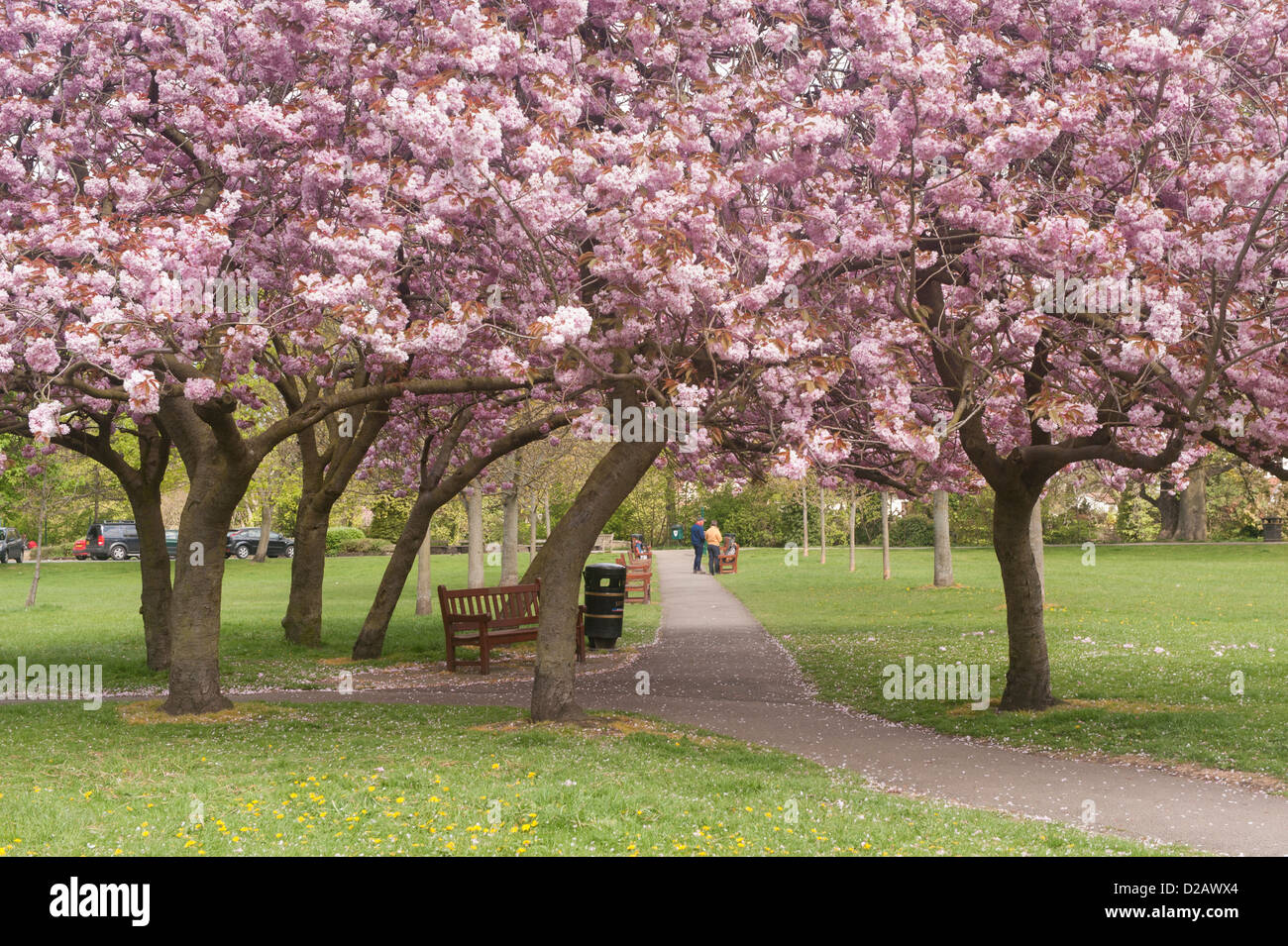 Se détendre dans un parc public sous le couvert des arbres, avec de belles fleurs de cerisier rose coloré au printemps - Riverside Gardens, Ilkley, Yorkshire, UK. Banque D'Images