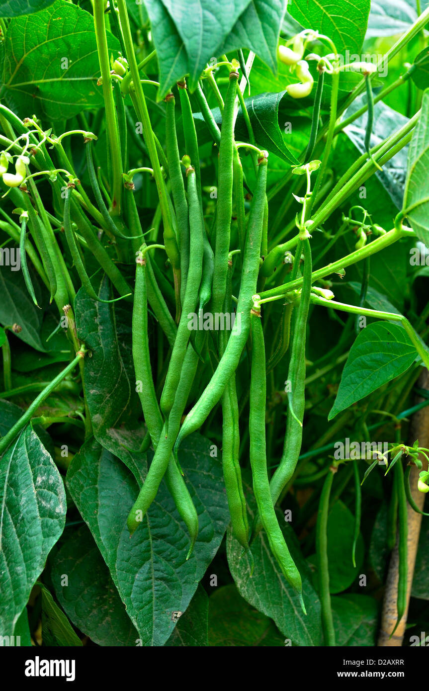 Attribution d'haricots verts dans le potager. Banque D'Images