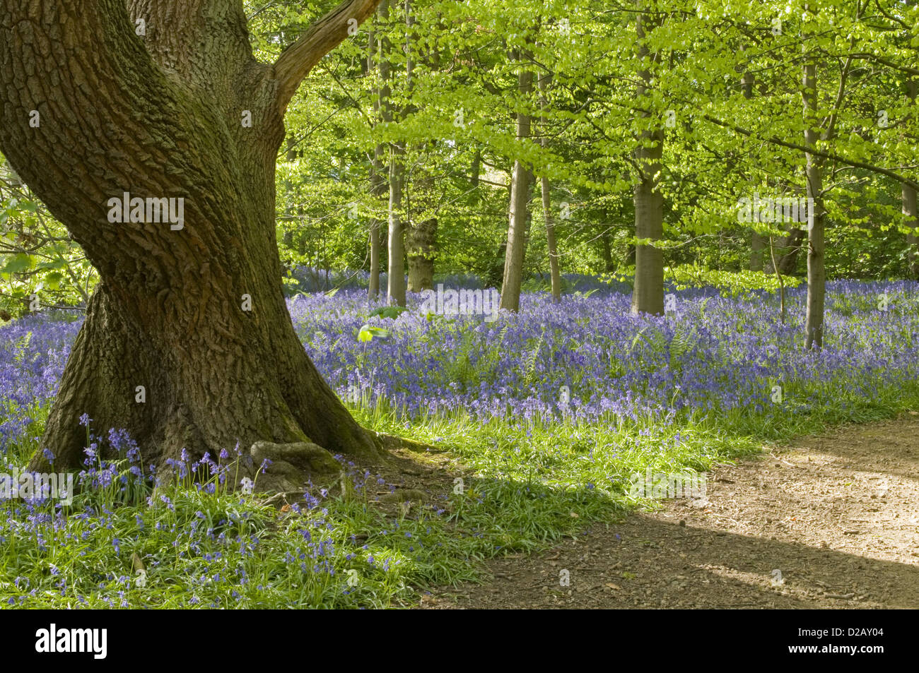 Printemps fleurs jacinthes par chemin, créer de magnifiques tapis bleu coloré sous les arbres forestiers - Middleton Woods, Ilkley, West Yorkshire, England, UK Banque D'Images