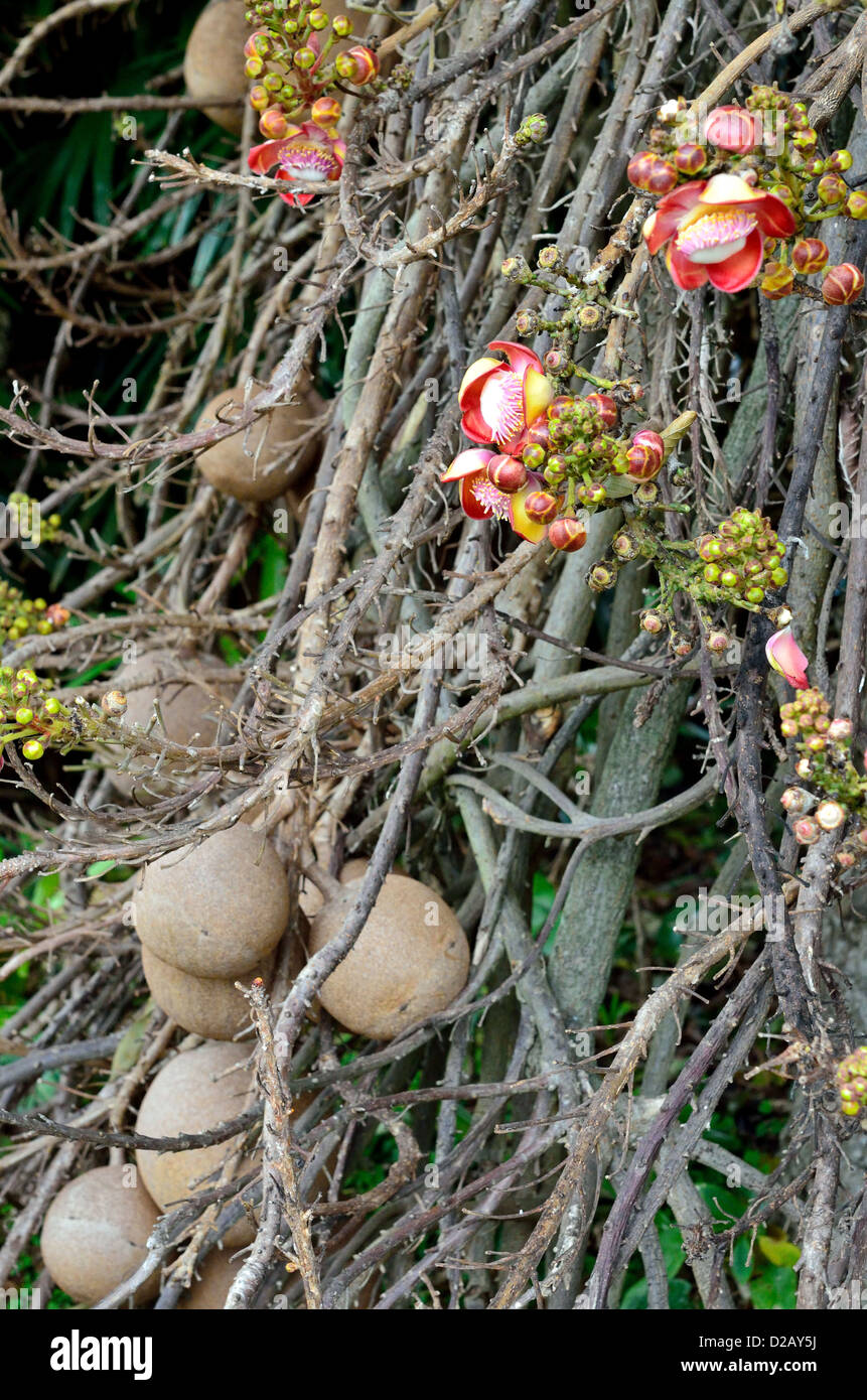 Fleurs et fruits à partir de la Cannonball tree, Couroupita guianensis. Banque D'Images