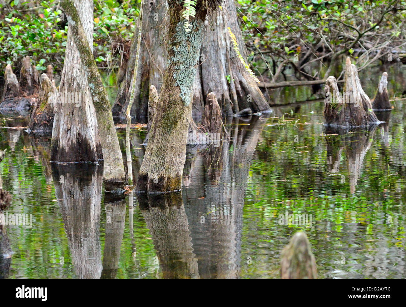 Cyprès chauve dans le marais. Big Cypress National Preserve, en Floride, aux États-Unis. Banque D'Images Cyprès chauve dans le marais. Big Cypress National Preserve, en Floride, aux États-Unis. Banque D'Images