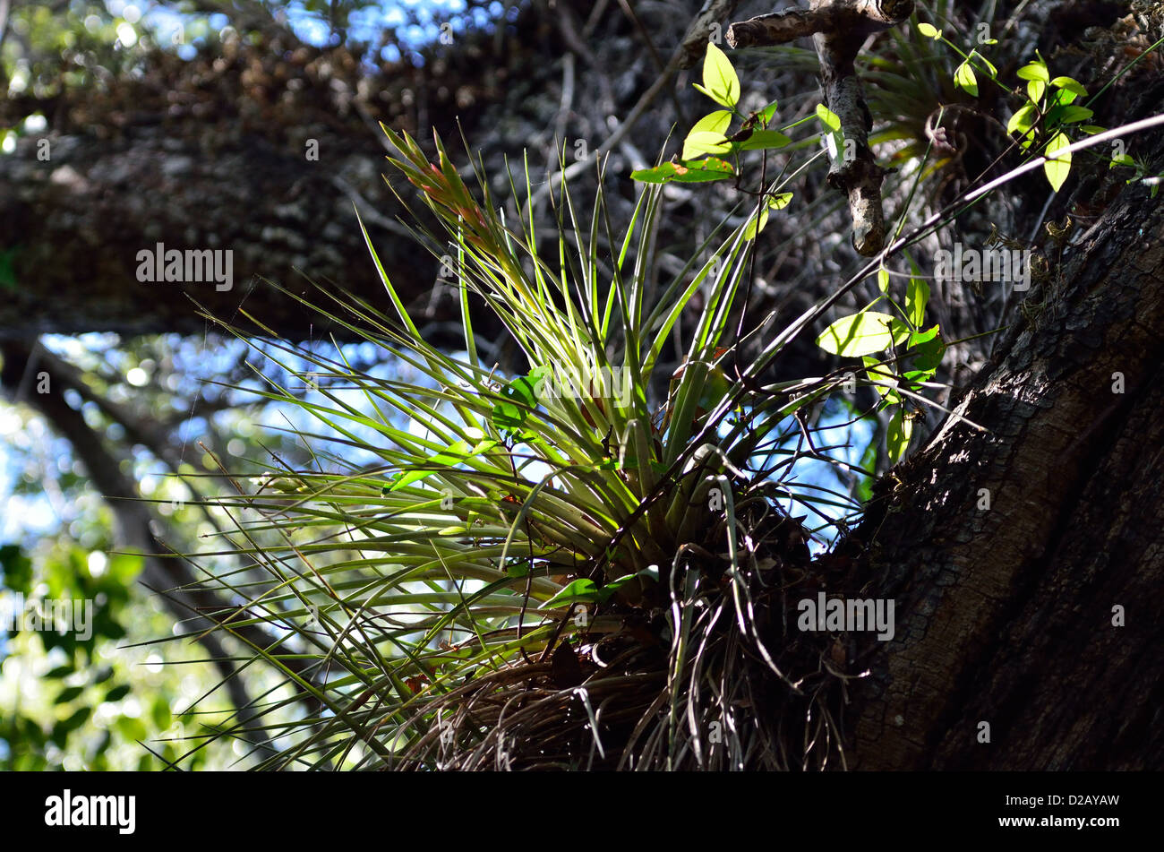Le bromélia plante sur une branche d'arbre. Le Parc National des Everglades, en Floride, aux États-Unis. Banque D'Images