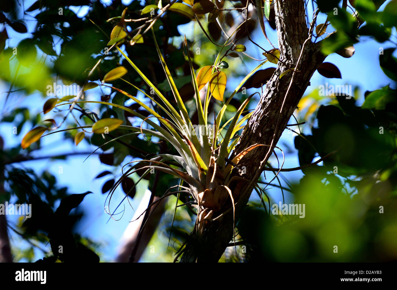 Le bromélia plante sur une branche d'arbre. Le Parc National des Everglades, en Floride, aux États-Unis. Banque D'Images