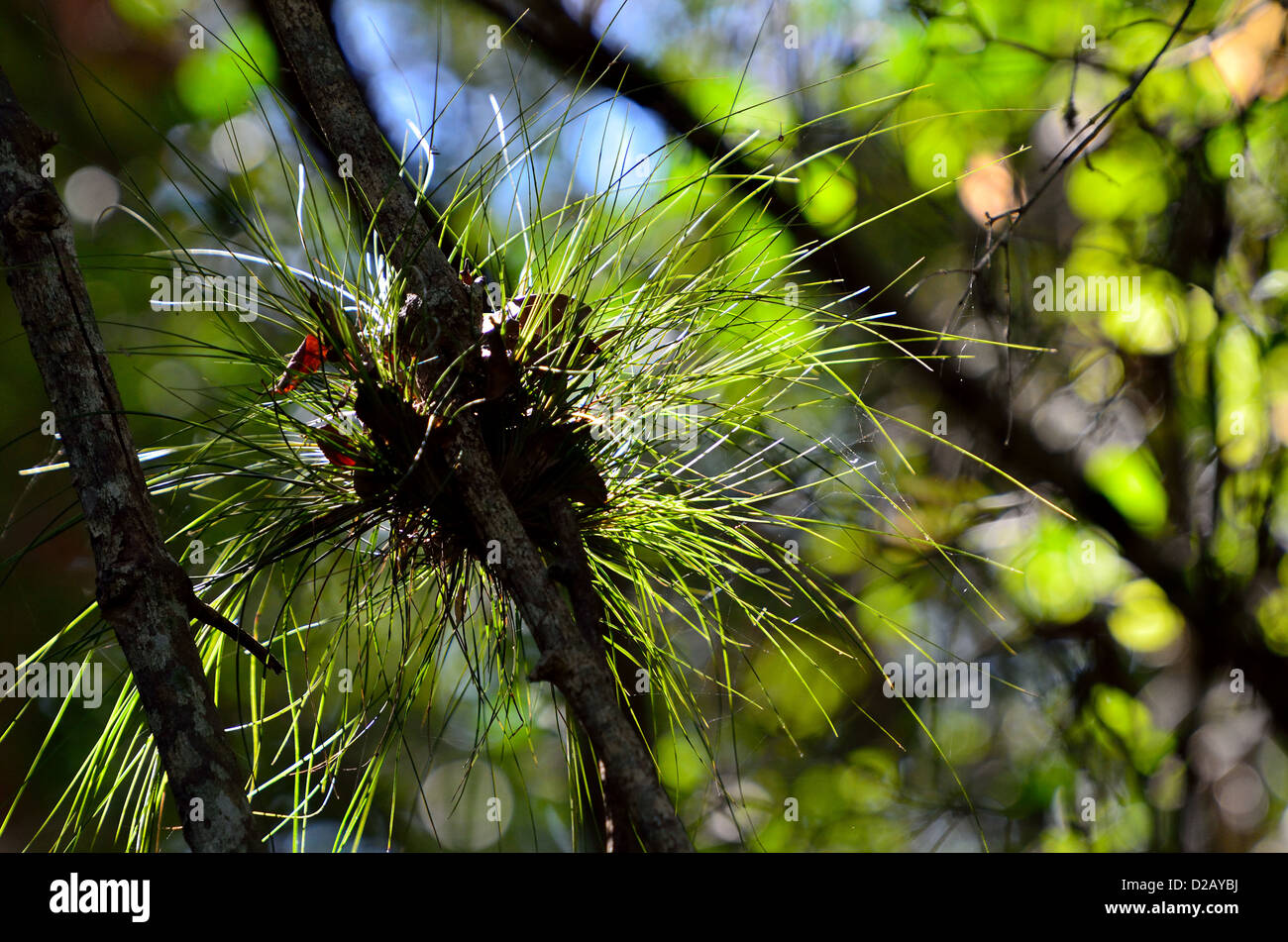 Le bromélia plante sur une branche d'arbre. Le Parc National des Everglades, en Floride, aux États-Unis. Banque D'Images