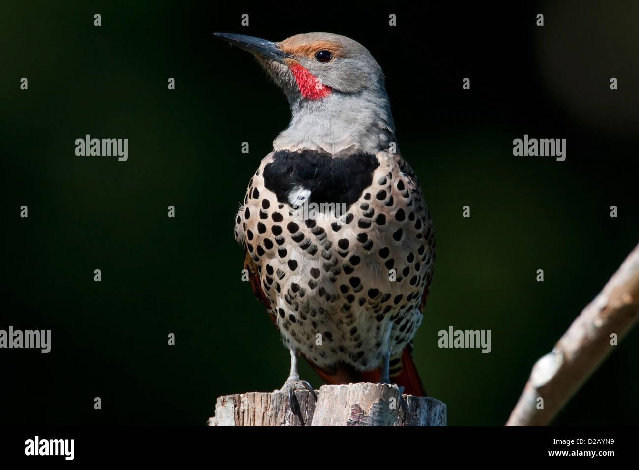 Le Pic flamboyant (Colaptes auratus) woodpecker perché sur souche d'arbre mort à Nanaimo. L'île de Vancouver, BC, Canada en mai Banque D'Images
