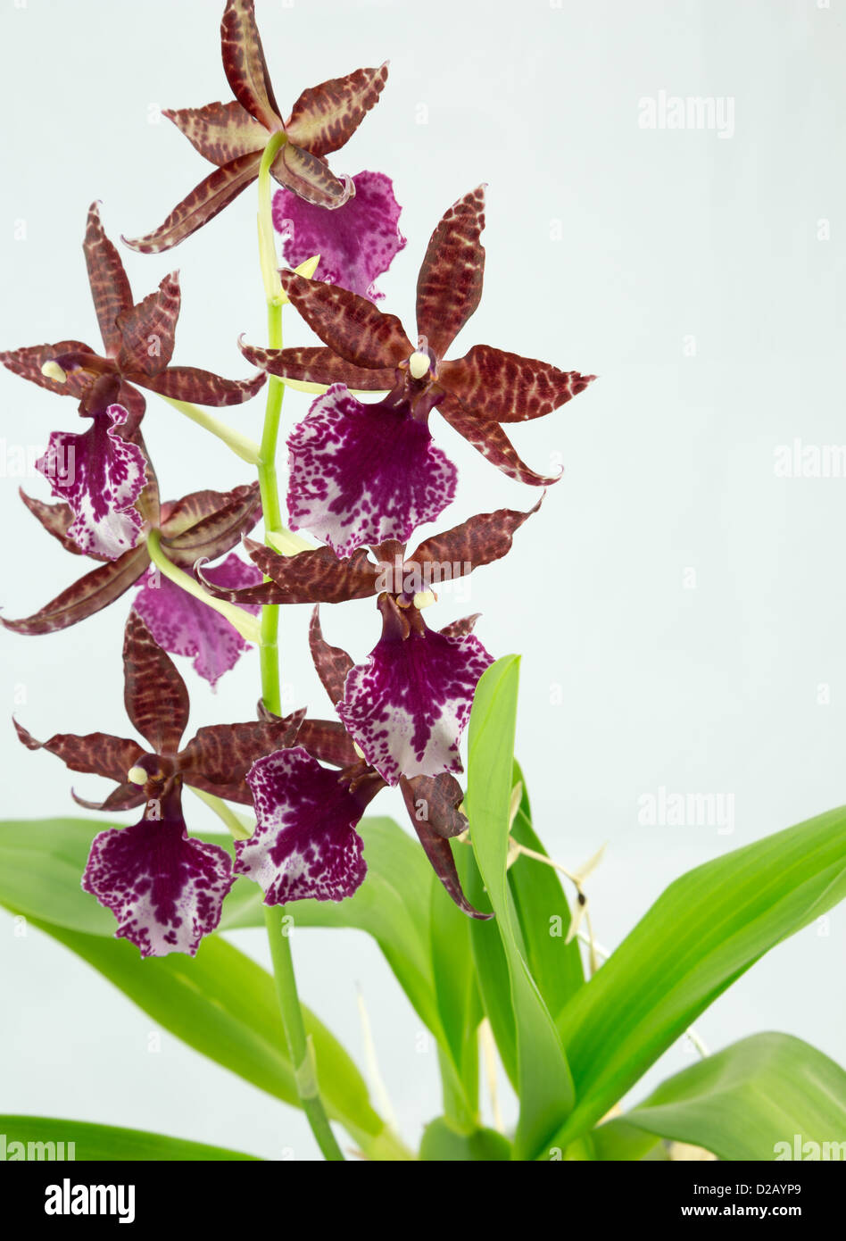 Orchidée Cambria avec fond blanc Photo Stock - Alamy