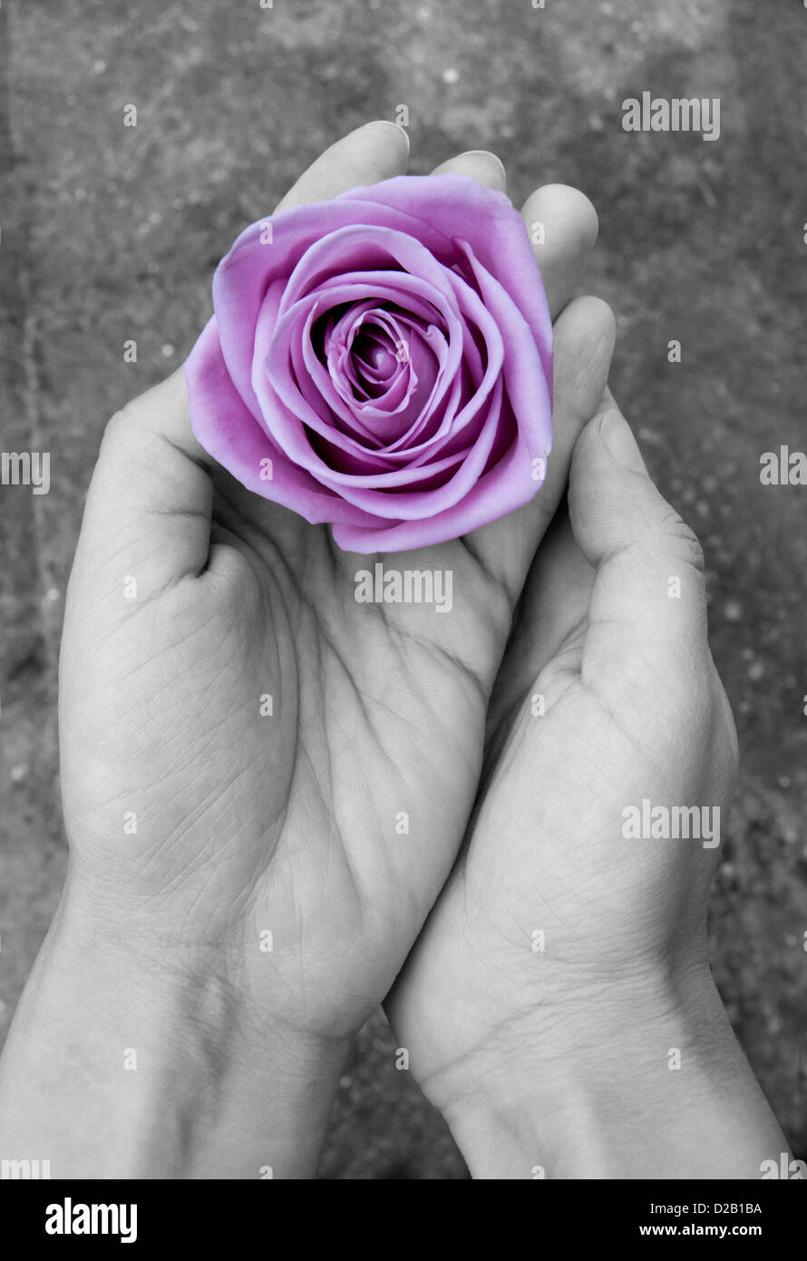 Rose mauve avec un fond noir et blanc Banque D'Images