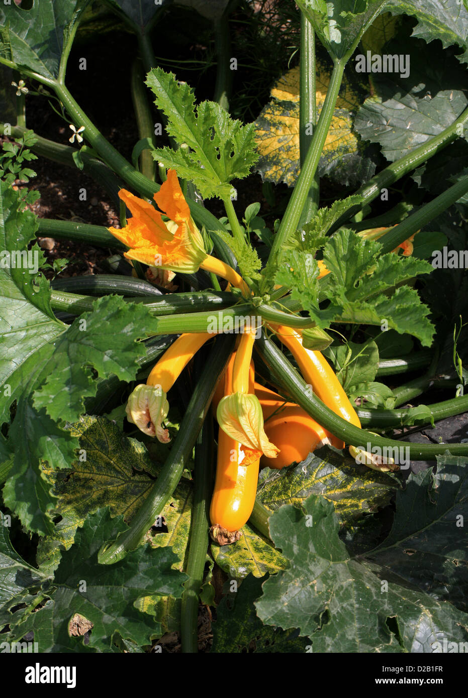 Courgette jaune doré, courgette, courgettes, moelle, Cucurbita pepo, Cucurbitaceae. Banque D'Images