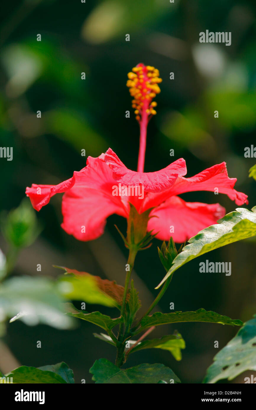 Hibiscus rosa-sinensis, rose, rose de Chine hibiscus chinois Banque D'Images