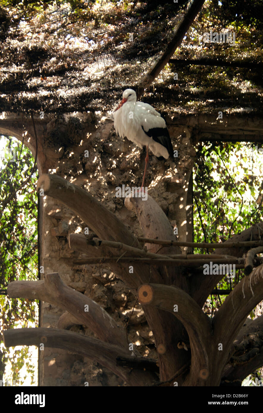 Cigogne blanche à Jaipur zoo. Banque D'Images