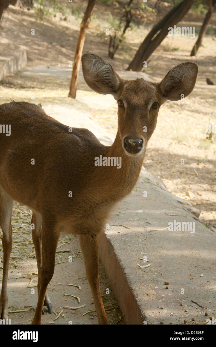 Deer à Jaipur Zoo. Banque D'Images