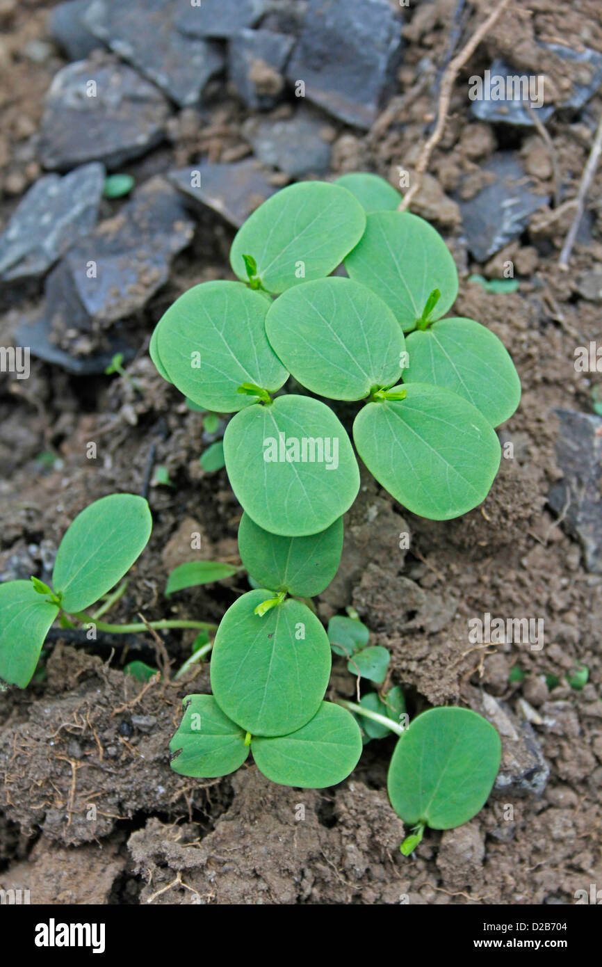 Cassia obtusifolia, Cassia seeds, graines de clarté sans entrave Banque D'Images