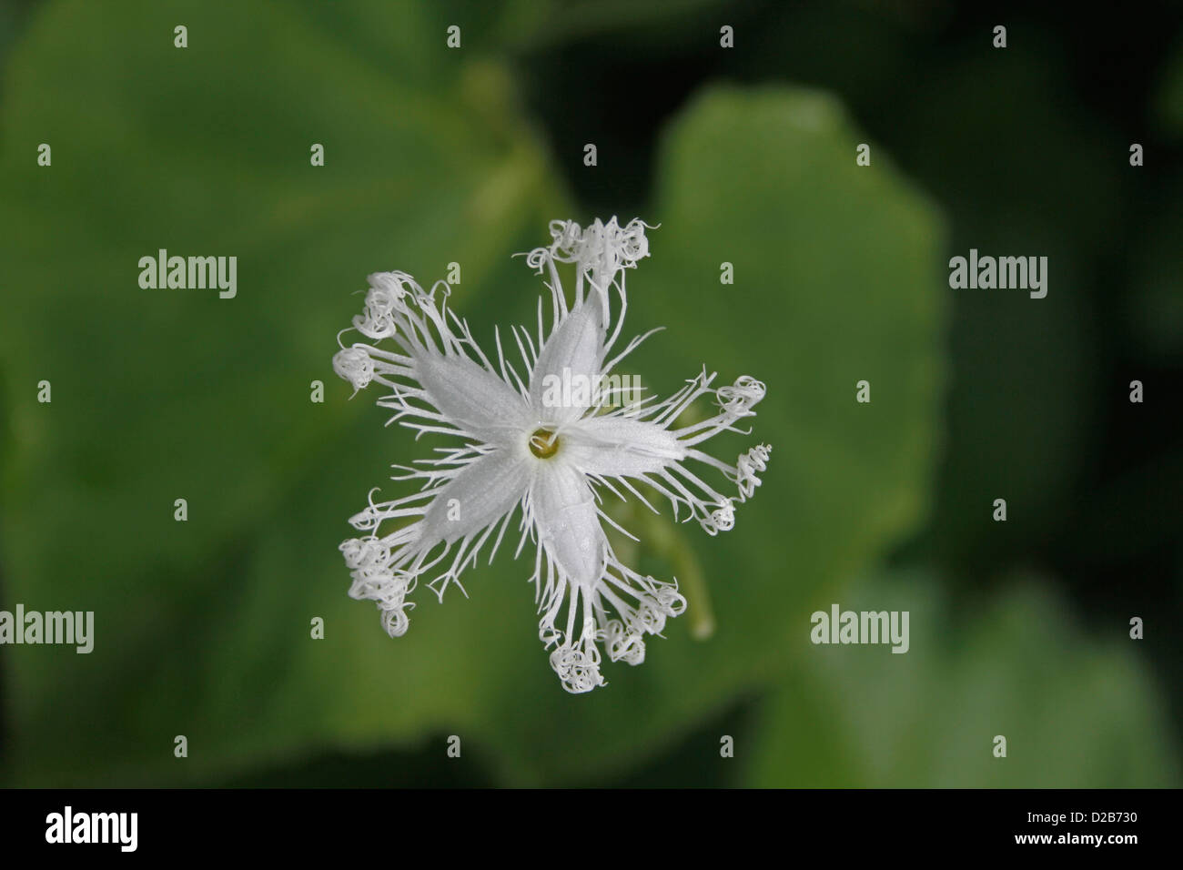 Serpent Trichosanthes cucumerina anguina var. gourd, Trichosanthes anguina, fleur Banque D'Images