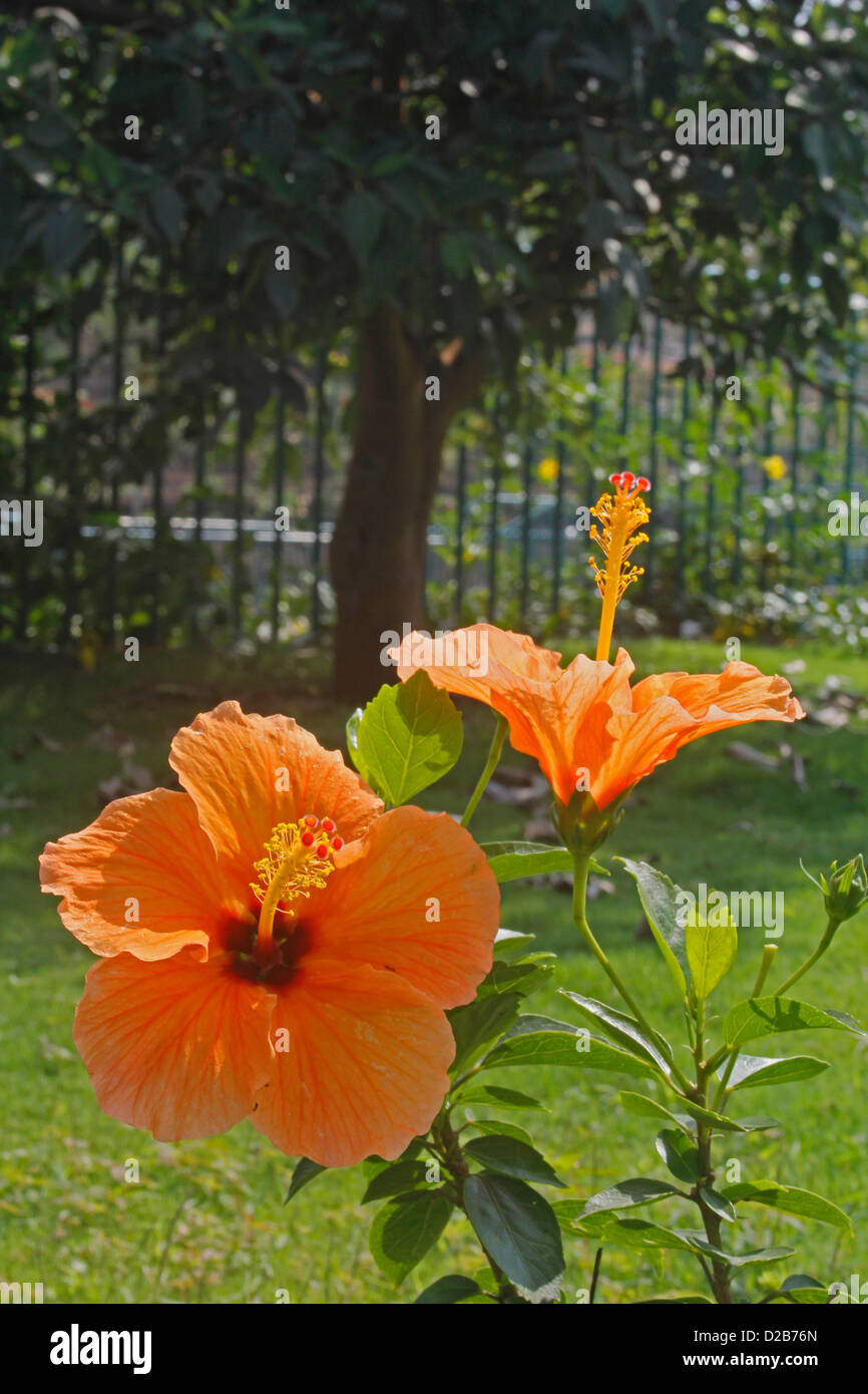 Hibiscus rosa-sinensis, Orange, Rose de Chine hibiscus chinois Banque D'Images