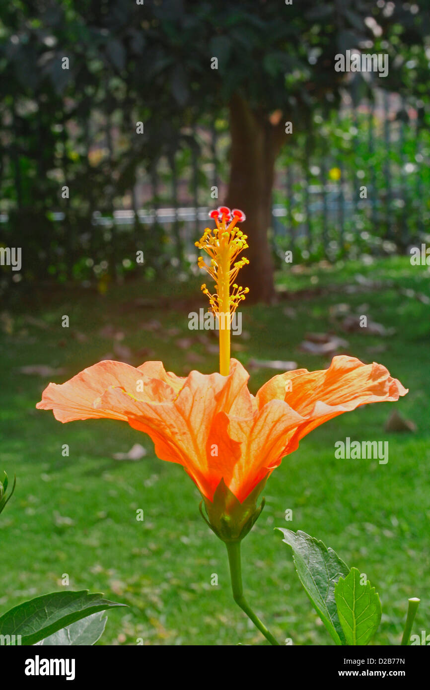 Hibiscus rosa-sinensis, Orange, Rose de Chine hibiscus chinois Banque D'Images