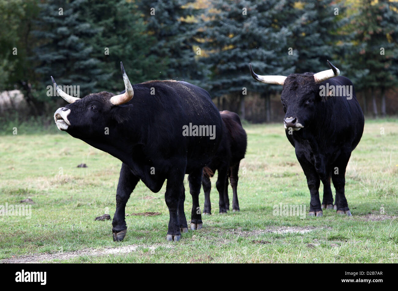 Aulendorf, Allemagne, aurochs dans Wildlife park locust mill Banque D'Images