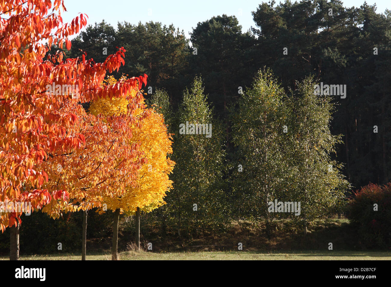 Aulendorf, Allemagne, dans la forêt d'automne Banque D'Images