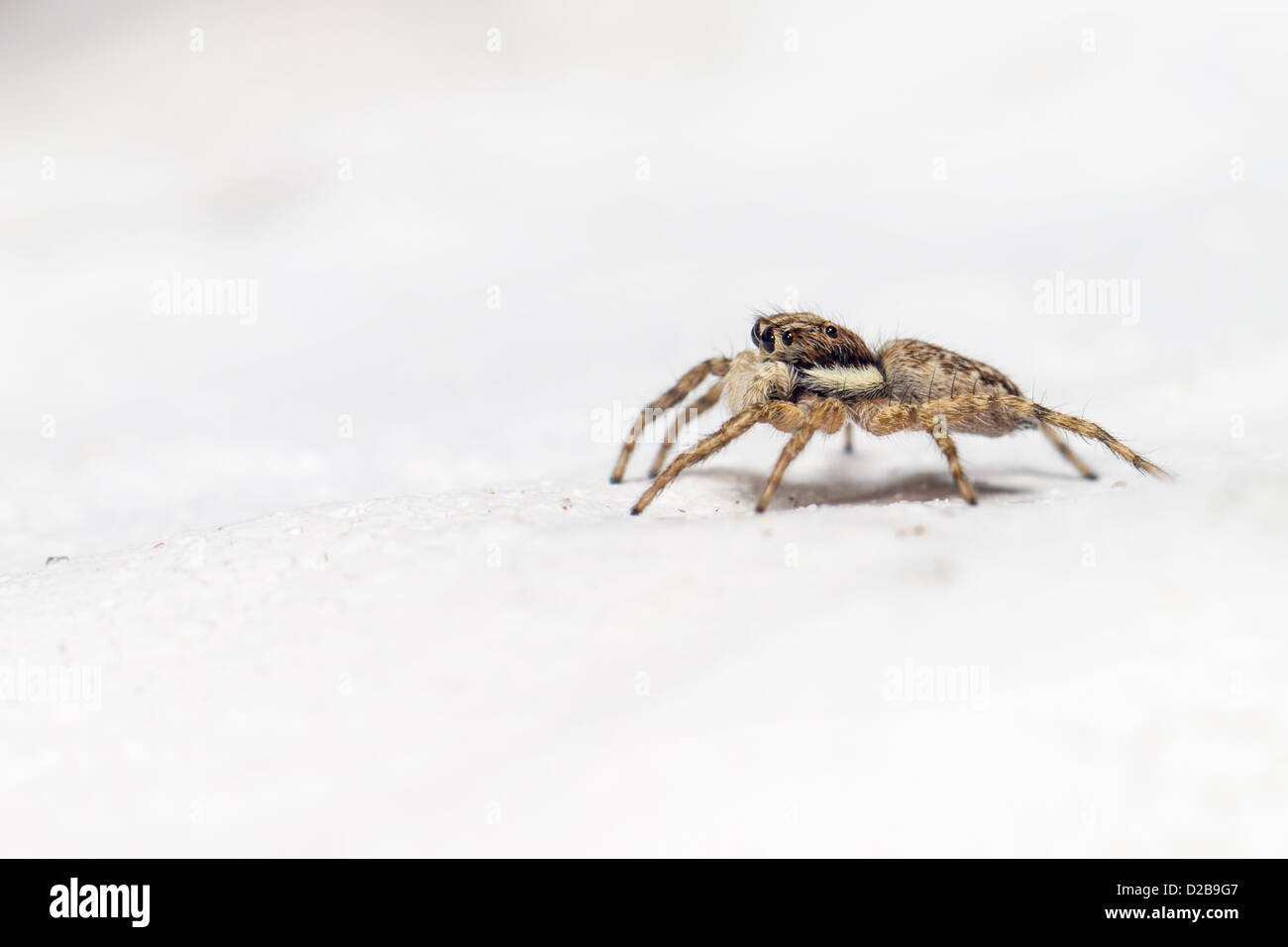 Portrait d'une araignée sauteuse (Salticus scenicus) Banque D'Images