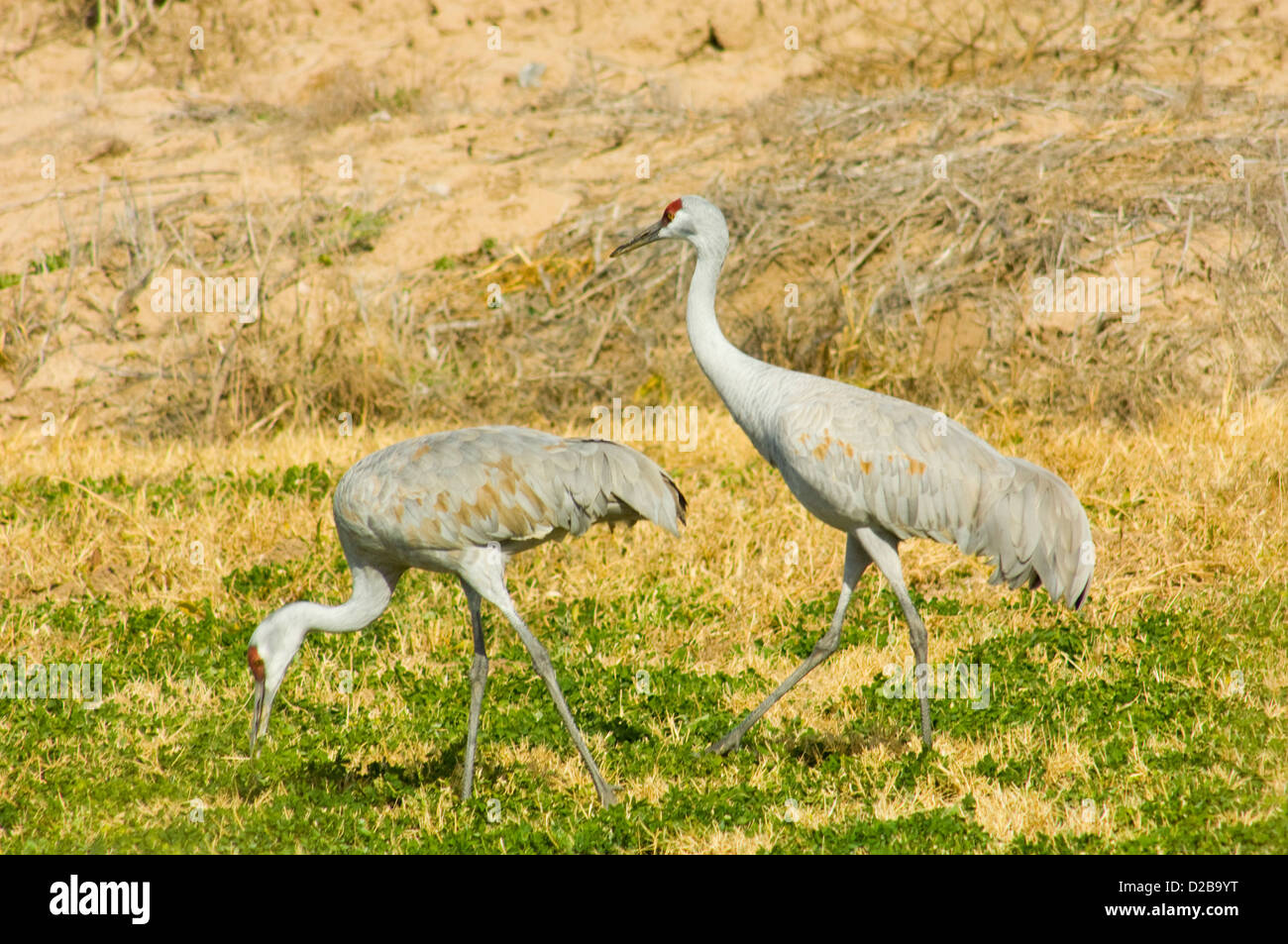 La grue du Canada (Grus canadensis) au Refuge de Vie Sauvage de Bosque del Apache, Nouveau Mexique. Banque D'Images