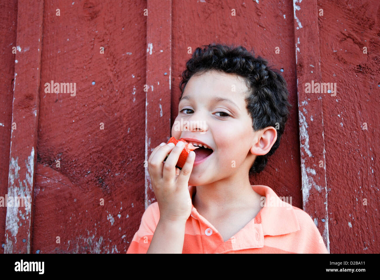 7 ans Boy Eating Strawberry Farm dans le Massachusetts Banque D'Images