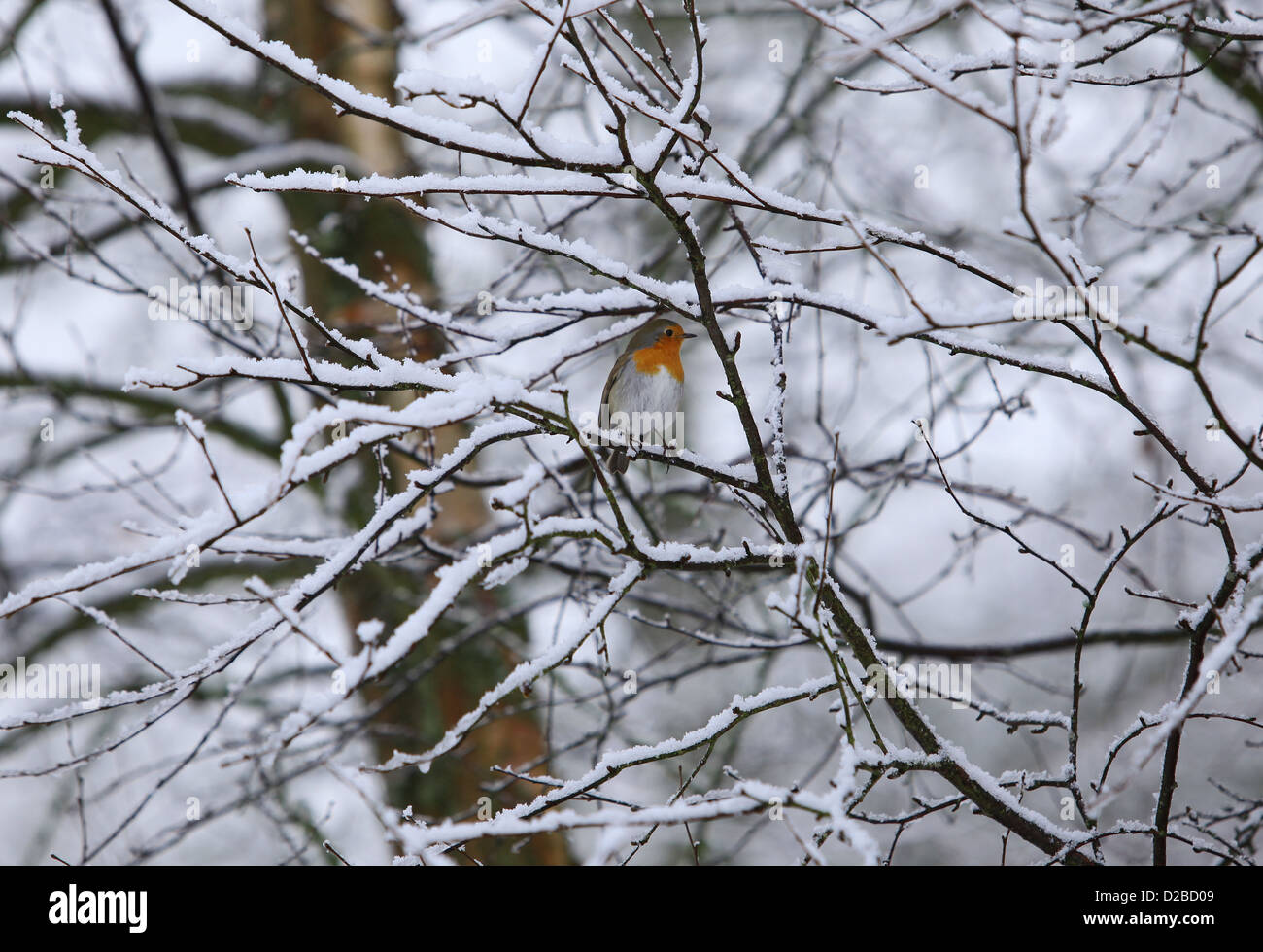 Robin entre les branches couvertes de neige en hiver au Royaume-Uni Banque D'Images