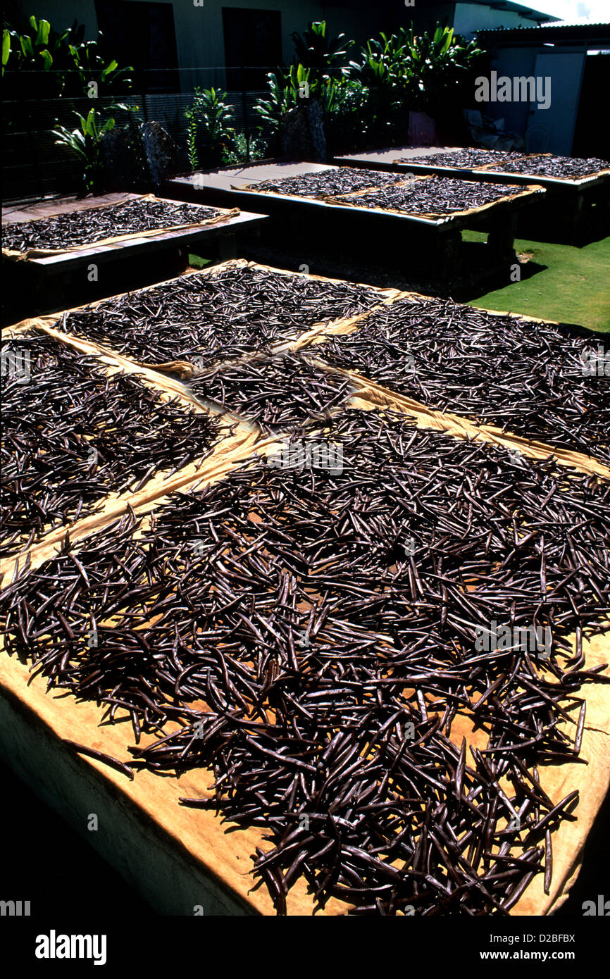 Polynésie Française, Tahiti. Vanille de séchage Banque D'Images