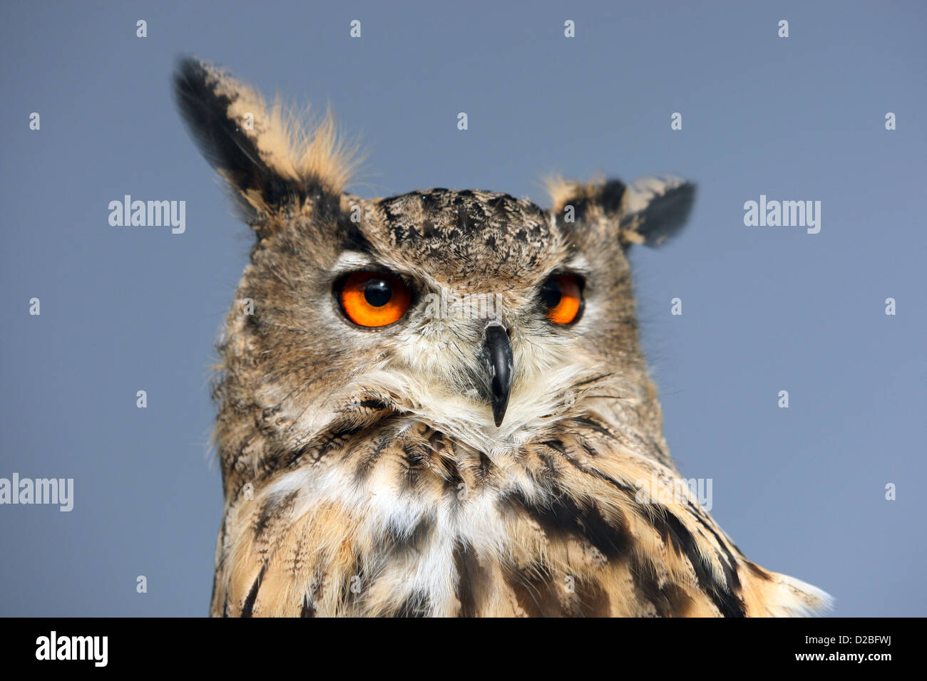 Hanovre, Allemagne, dans le portrait owl Banque D'Images