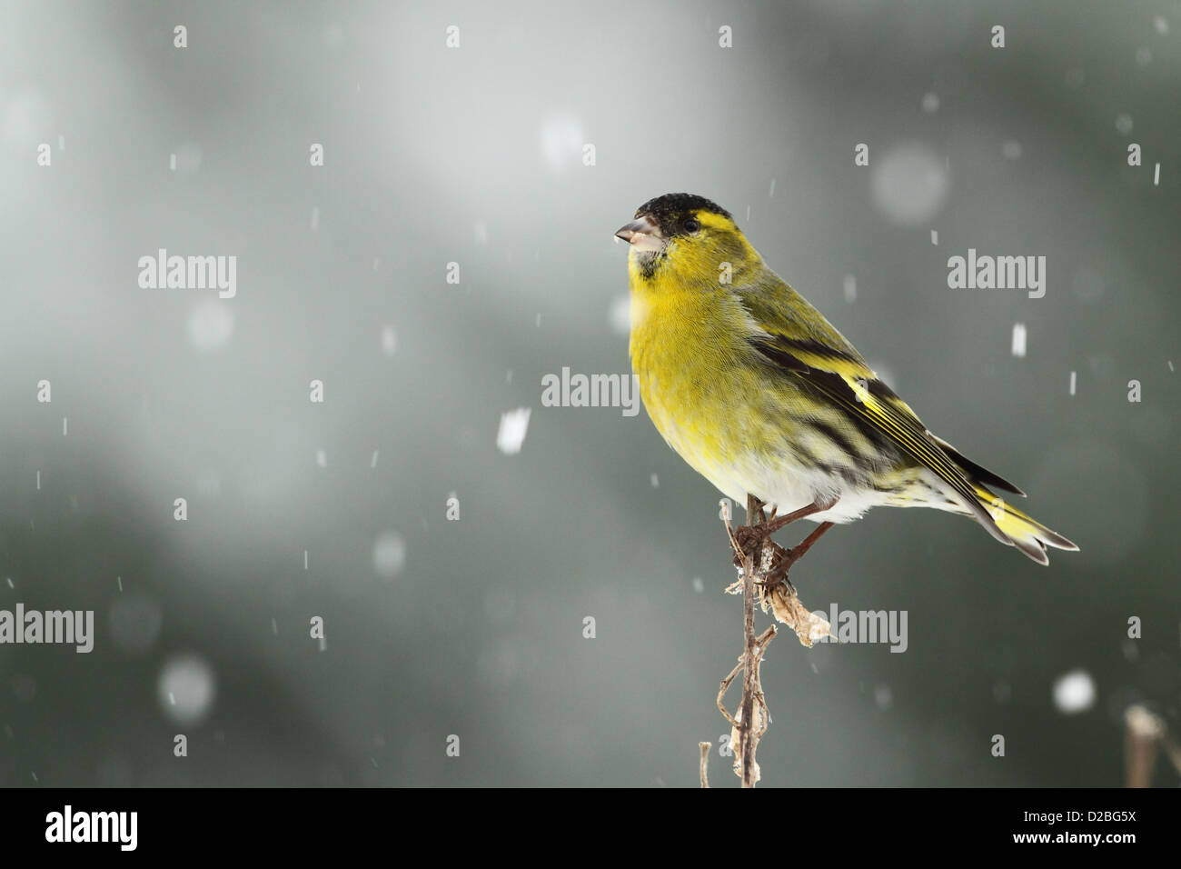 De Symons dans la neige Banque D'Images