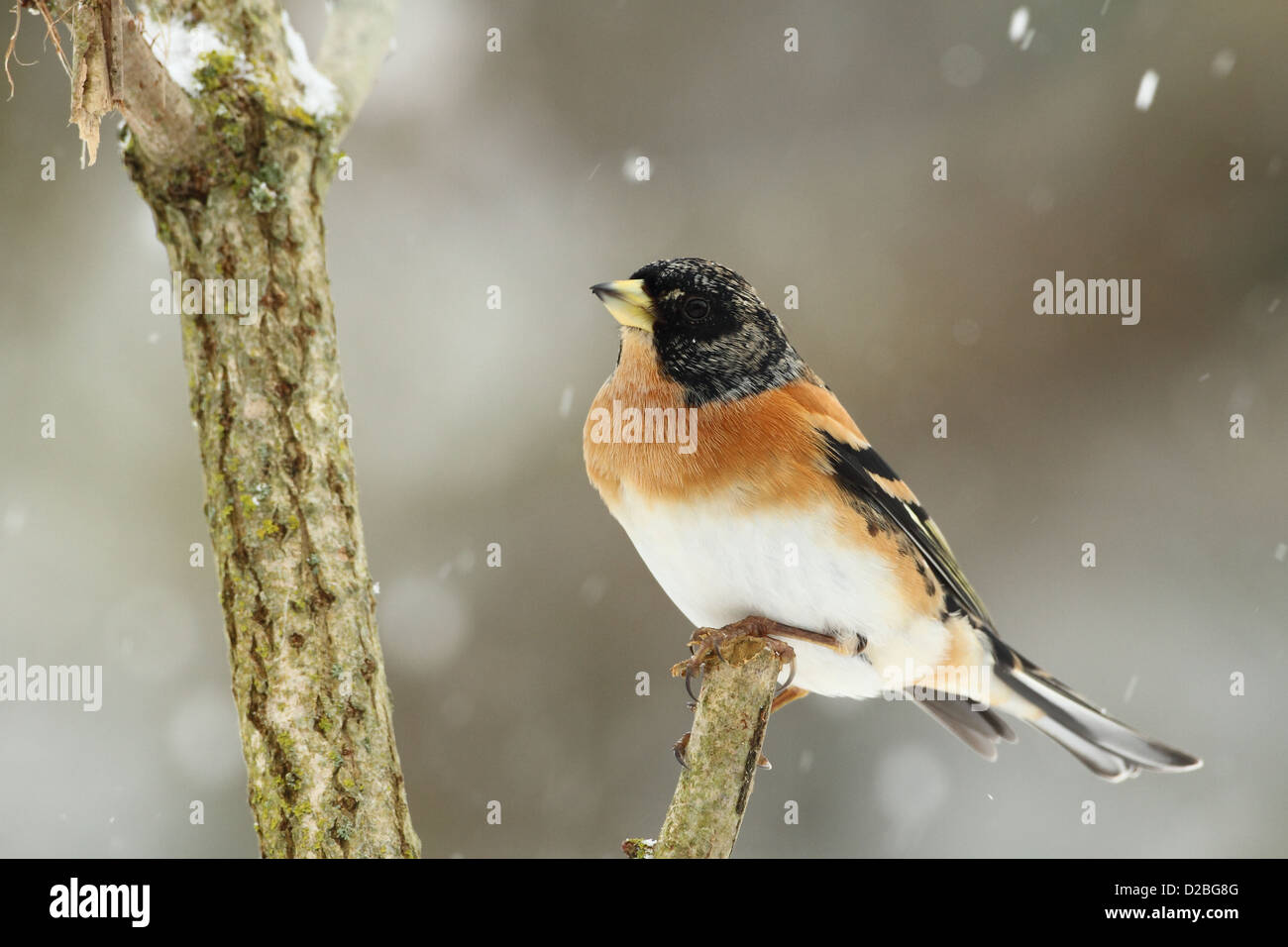 Pinson dans la neige Banque D'Images