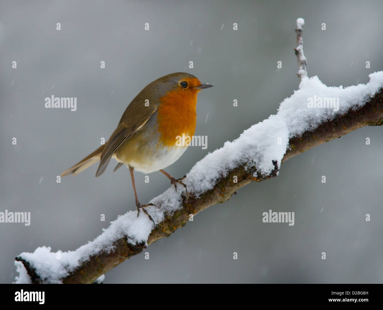 Robin sur une branche enneigée Banque D'Images