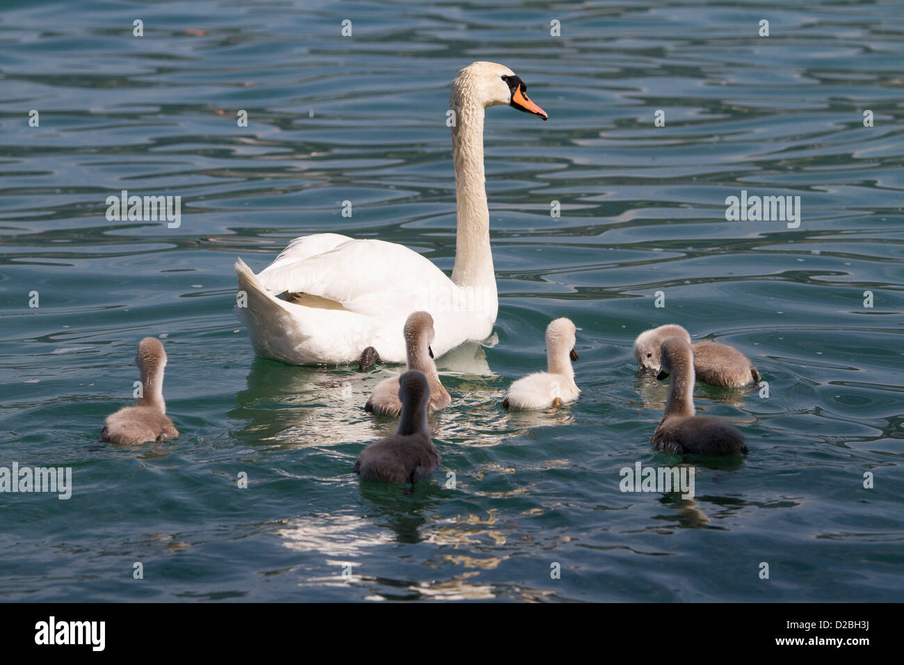 Famille swan Banque D'Images
