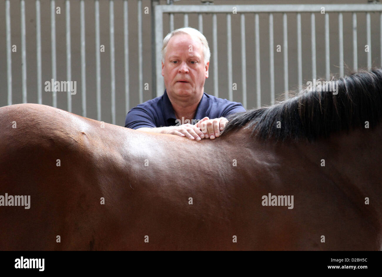 Ascheberg, Allemagne, l'ostéopathe Michael Stuckenberg balaie le dos d'un cheval Banque D'Images