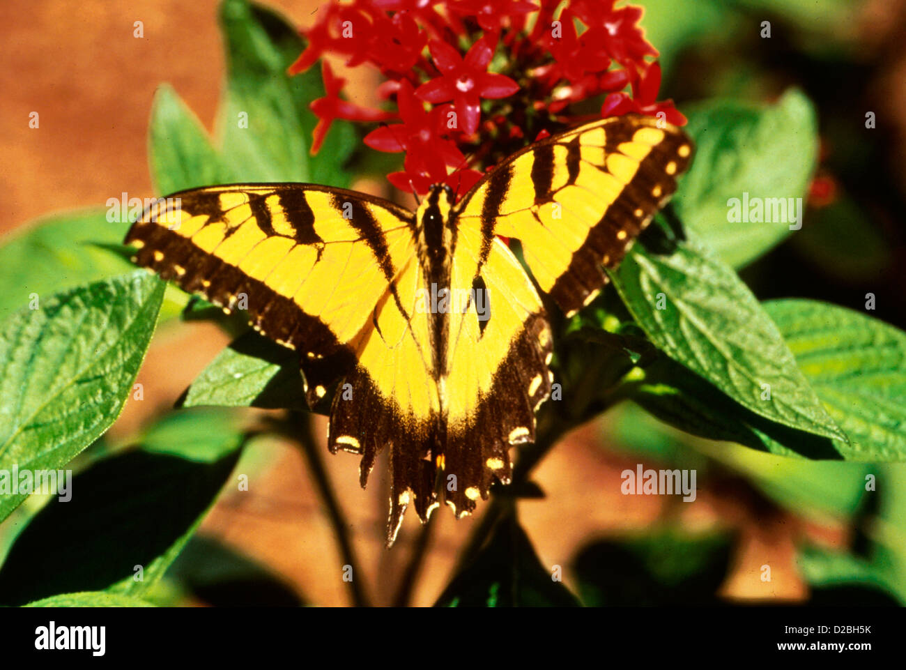 Tiger Swallowtail Butterfly On Flower Cluster star égyptienne Banque D'Images