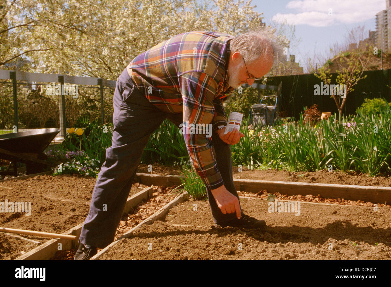 La ville de New York, Roosevelt Island. Homme de planter des graines dans le jardin communautaire, Parc de l'Octogone Banque D'Images