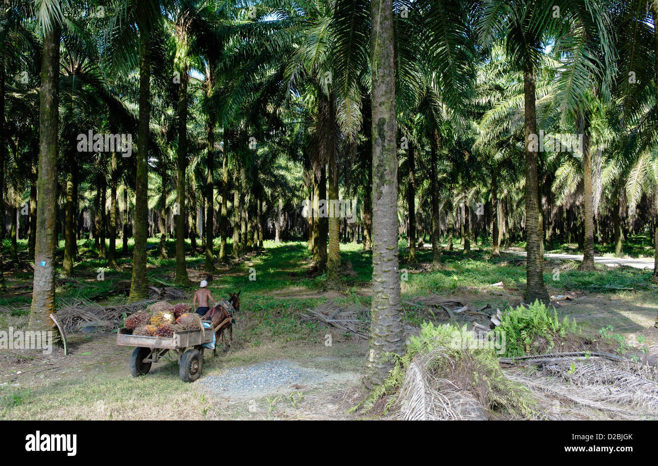 La récolte des fruits du palmier à huile. Province de Puntarenas, près de Sierpe. Costa Rica Banque D'Images