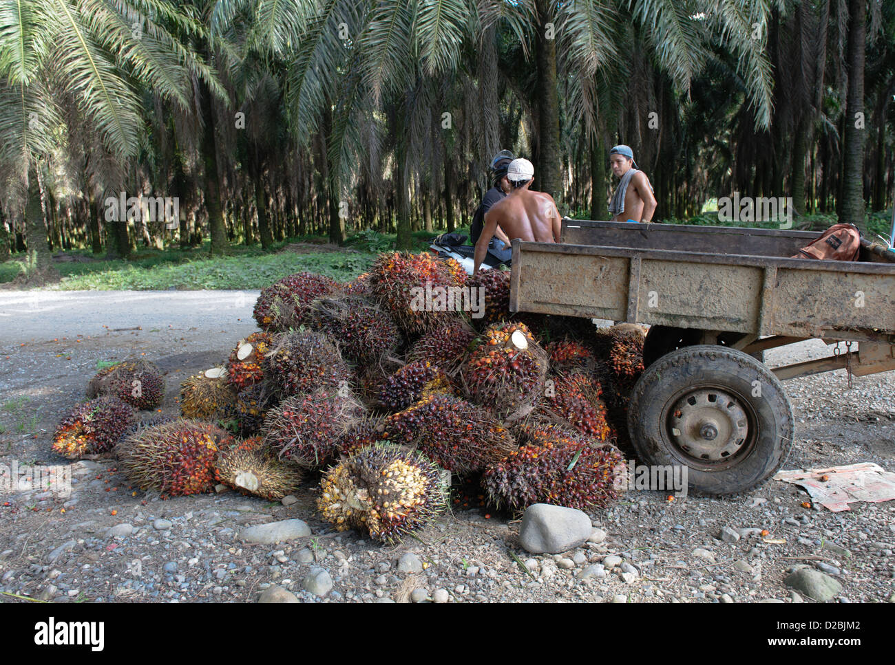 La récolte des fruits du palmier à huile. Province de Puntarenas, près de Sierpe. Costa Rica Banque D'Images