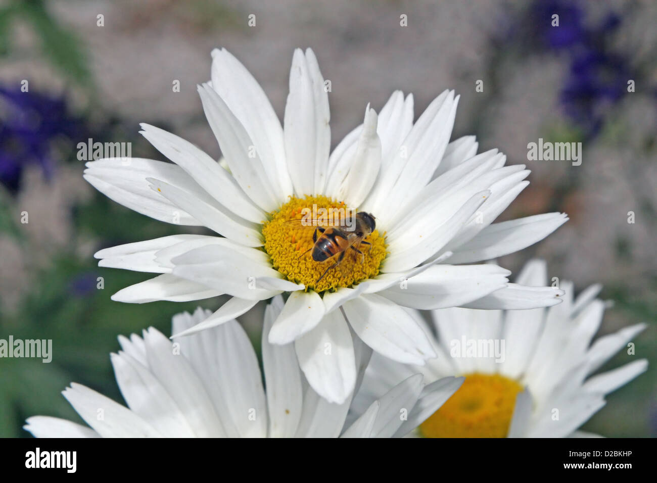 Sucer le nectar des abeilles une marguerite blanche Banque D'Images