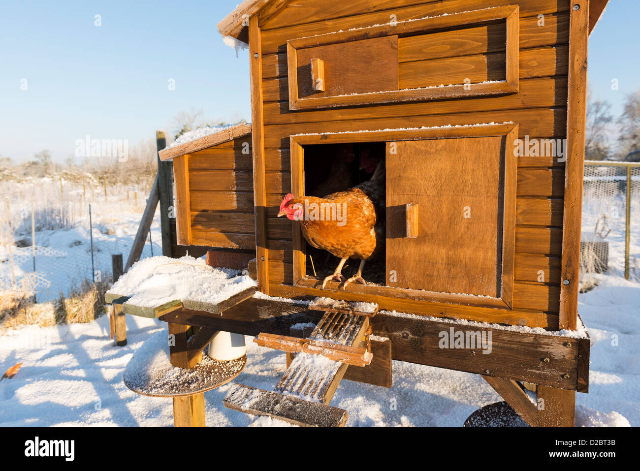 Les poulets domestiques d'emeging allotissement sur coop Banque D'Images