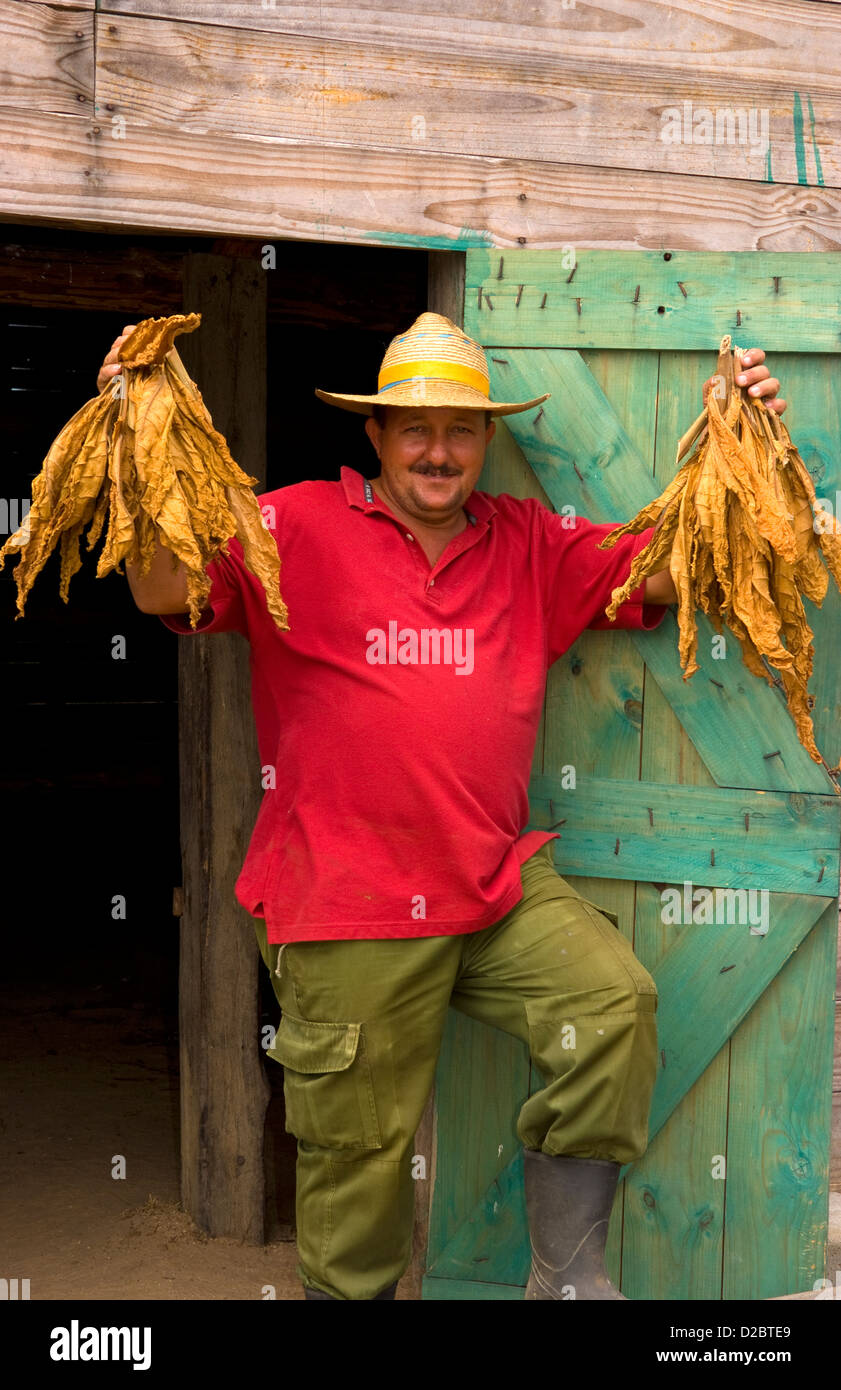 Agriculteur près de Grange pour sécher le tabac dans les champs de tabac dans des méthodes primitives dans la Sierra del Rosario, Cuba Banque D'Images