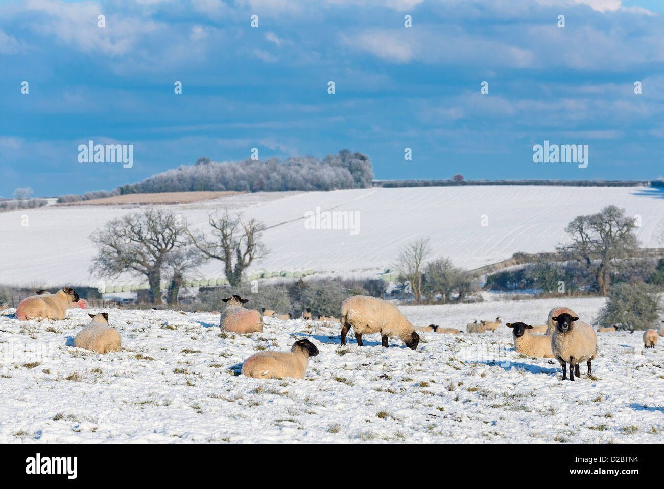 Les moutons domestiques sur les pâturages couverts de neige, North Norfolk, Angleterre, Banque D'Images